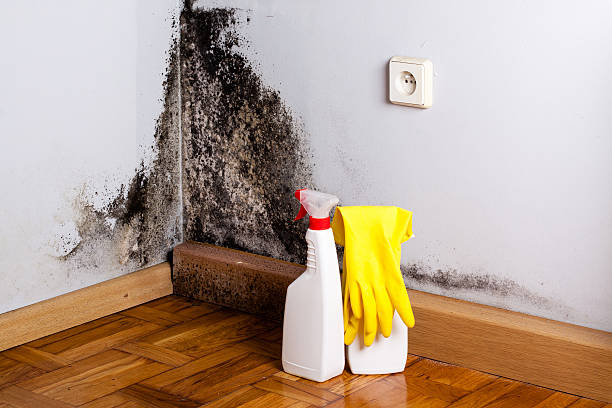 Best Attic Mold Removal  in Lagrange, OH