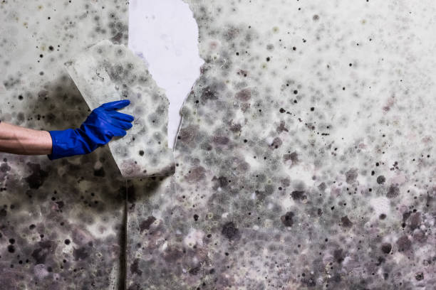 Best Certified Mold Removal  in Lagrange, OH